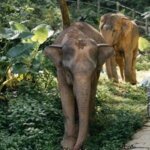Khao Lak Elephant Sanctuary