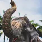 Ao Nang Elephant Sanctuary Krabi