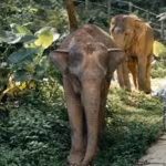 Khao Lak Elephant Sanctuary