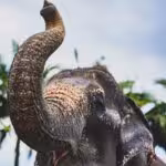 Ao Nang Elephant Sanctuary Krabi